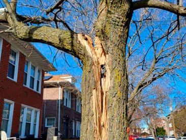 TreeCare Events