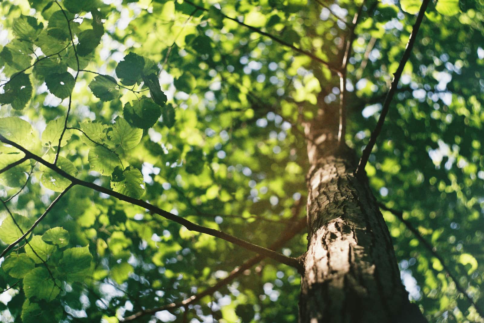 Treesilience Initiative