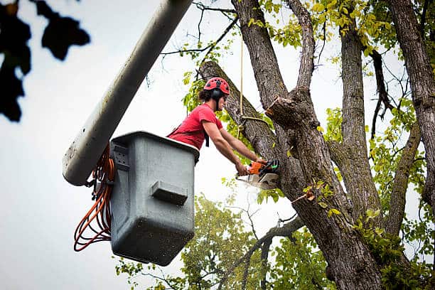 Tree Adoptions program